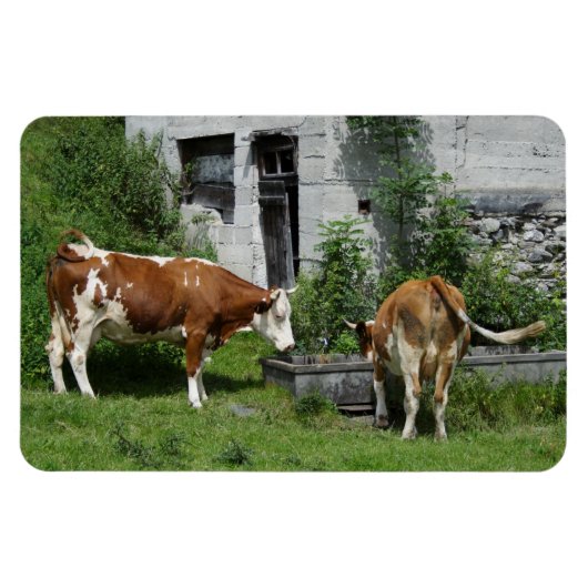 Thirsty Fleckvieh Magnet (Horizontal)