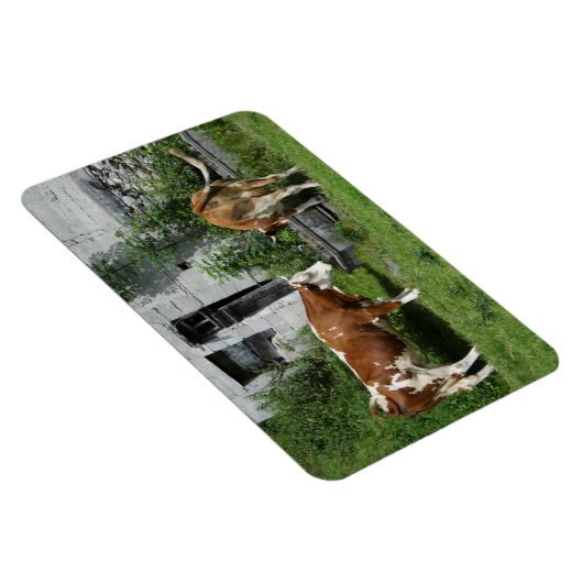 Thirsty Fleckvieh Magnet (Rechte Seite)