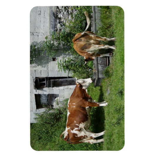 Thirsty Fleckvieh Magnet (Vertikal)