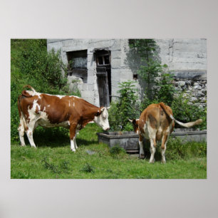 Thirsty Fleckvieh Poster