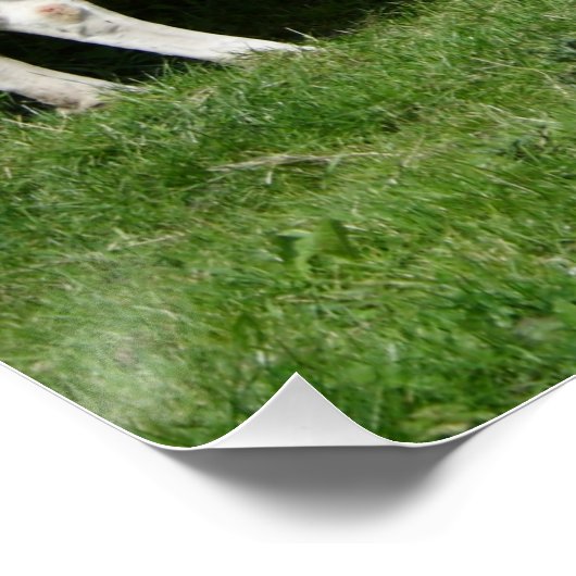 Thirsty Fleckvieh Poster (Ecke)