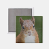 Thirsty Squirrel Magnet (Vorderseite/Rückseite)