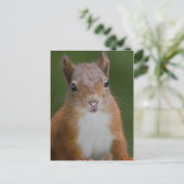 Thirsty Squirrel Postcard Postkarte (Stehend Vorderseite)