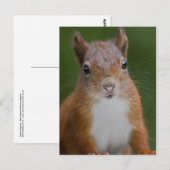 Thirsty Squirrel Postcard Postkarte (Vorne/Hinten)