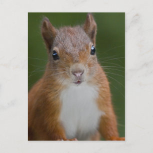 Thirsty Squirrel Postcard Postkarte