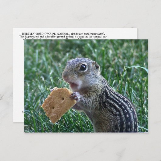 Thirteen-Lined Ground Squirrel Postkarte (Vorne/Hinten)