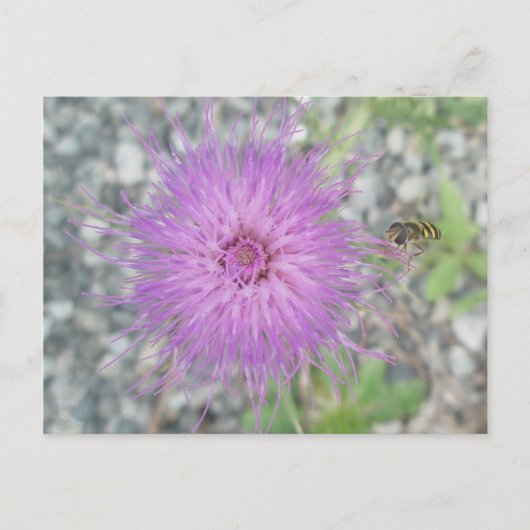 Thistle Blossom & Bee Fly Postcard Postkarte (Vorderseite)