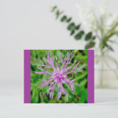 Thistle Blossom Postkarte (Stehend Vorderseite)
