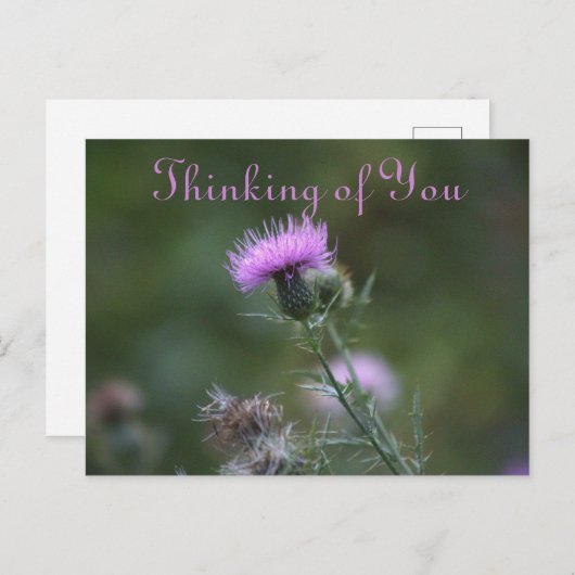 Thistle Blume Denken Sie an Postkarte (Vorne/Hinten)