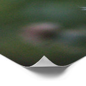 Thistle Blume Poster (Ecke)