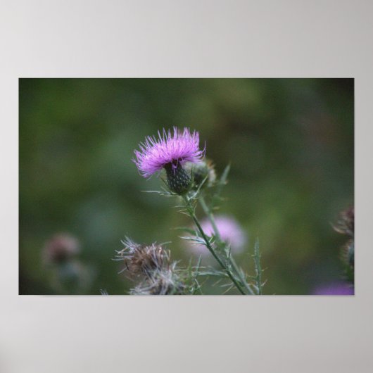 Thistle Blume Poster (Vorne)