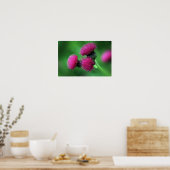 Thistle Blume Poster (Küche)