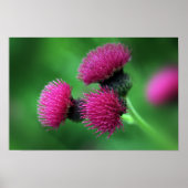 Thistle Blume Poster (Vorne)