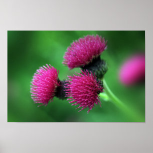 Thistle Blume Poster