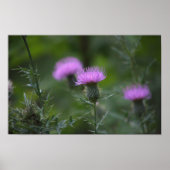 Thistle Blume Poster (Vorne)