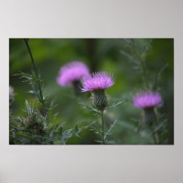 Thistle Blume Poster