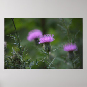 Thistle Blume Poster