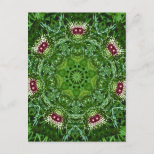 Thistle Buds Postkarte