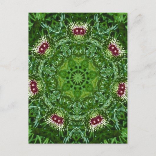 Thistle Buds Postkarte (Vorderseite)