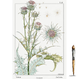 Thistle, die Botany-Serie von Eugene Grasset Seidenpapier