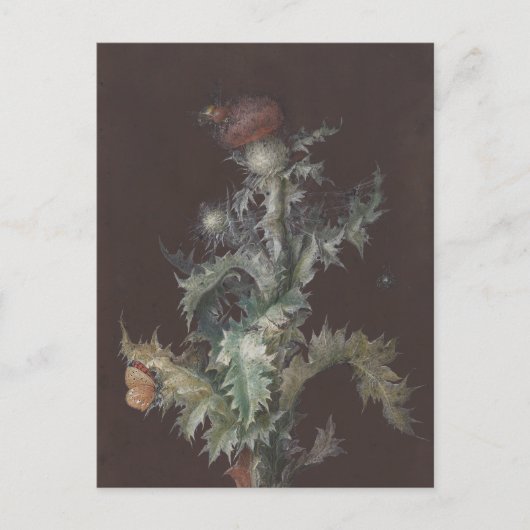 Thistle mit Insekten 1755 Johann C. Dietzsch Postkarte (Vorderseite)