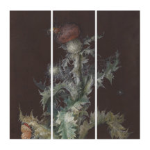 Thistle mit Insekten 1755 Johann C. Dietzsch
