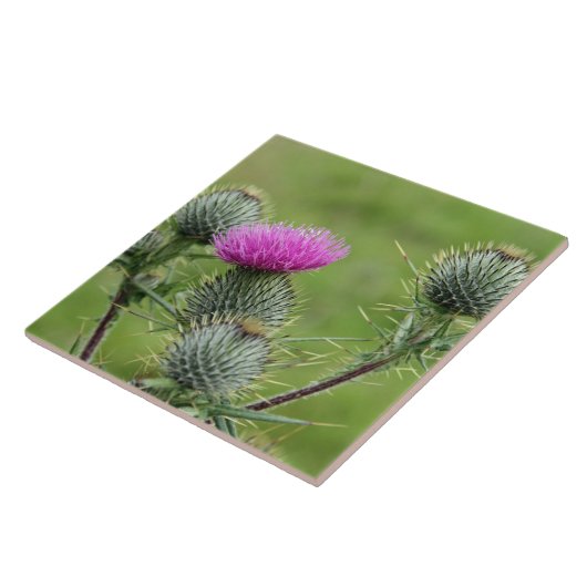 Thistle, nationale Blume Schottlands Fliese (Seite)