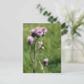 Thistle Postcard Postkarte (Stehend Vorderseite)