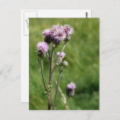 Thistle Postcard Postkarte (Vorne/Hinten)