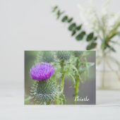 Thistle Postcard Postkarte (Stehend Vorderseite)