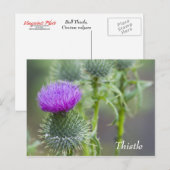 Thistle Postcard Postkarte (Vorne/Hinten)