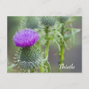 Thistle Postcard Postkarte