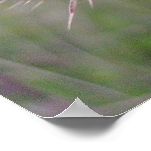 Thistle Poster (Ecke)