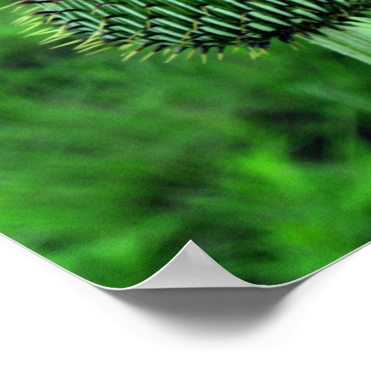Thistle Poster (Ecke)