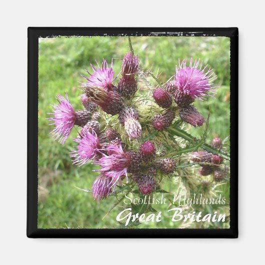 Thistle, Scottish Highlands, UK (Magnet) Magnet (Vorne)