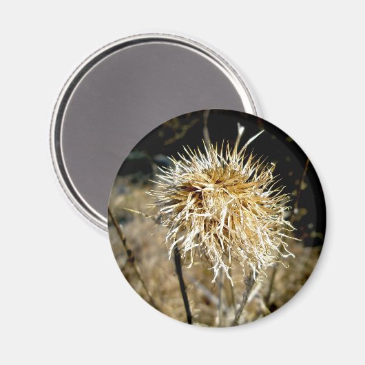Thistle Seedhead Magnet (Vorderseite/Rückseite)
