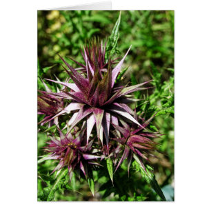 Thistle Sharp Blume Card