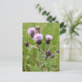 Thistles Postcard Postkarte (Stehend Vorderseite)