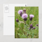Thistles Postcard Postkarte (Vorne/Hinten)