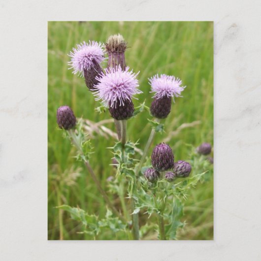 Thistles Postcard Postkarte (Vorderseite)