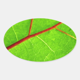 Thomas 1 ovaler aufkleber