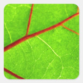 Thomas 1 quadratischer aufkleber (Vorderseite)