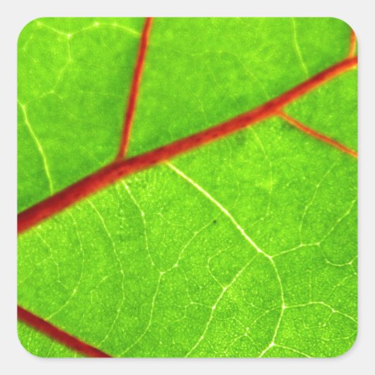 Thomas 1 quadratischer aufkleber (Vorderseite)