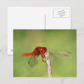 Thomas Baines Nature Reserve, Ostkap Postkarte (Vorne/Hinten)