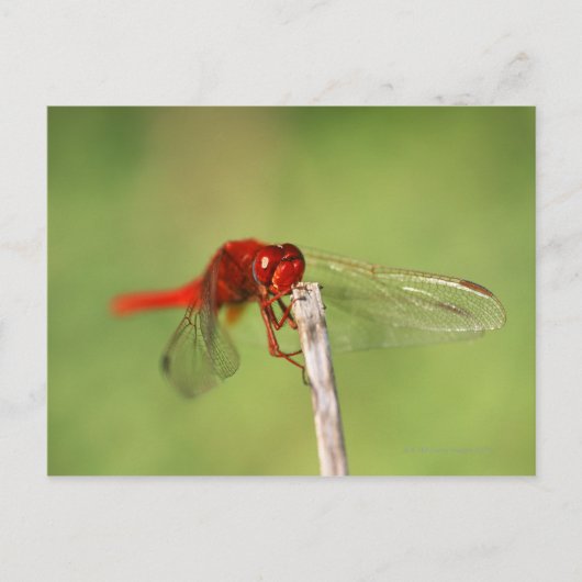 Thomas Baines Nature Reserve, Ostkap Postkarte (Vorderseite)