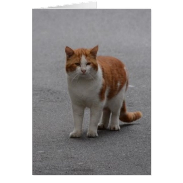 Thomas Ginger und White Cat (Vorne)