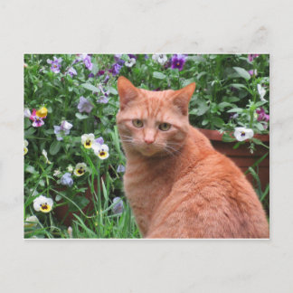 Thomas Leo Postcard Postkarte