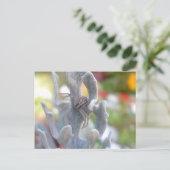 Thomisid Crab Spider Postcard Postkarte (Stehend Vorderseite)