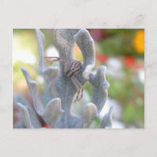 Thomisid Crab Spider Postcard Postkarte