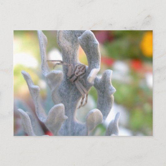 Thomisid Crab Spider Postcard Postkarte (Vorderseite)